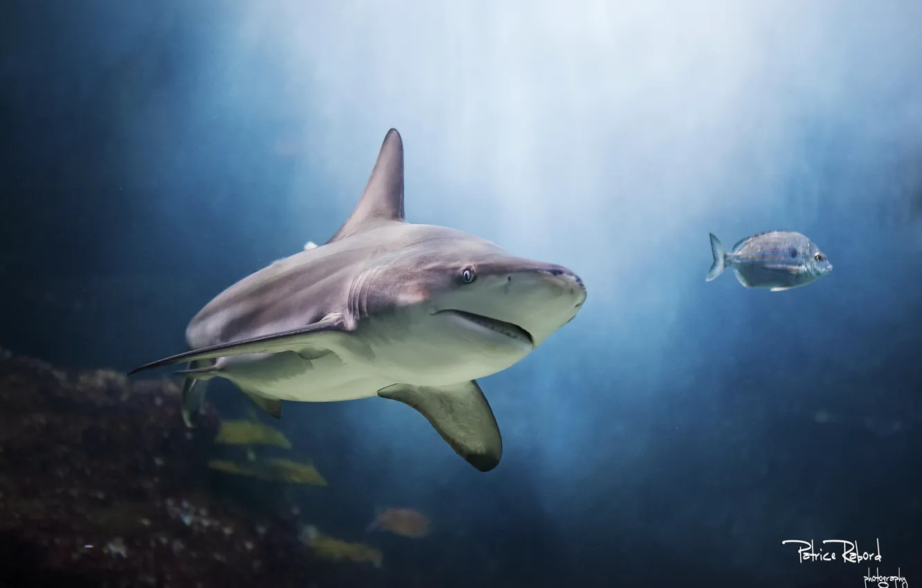 Photo wallpaper aquarium, shark, underwater world, water Park