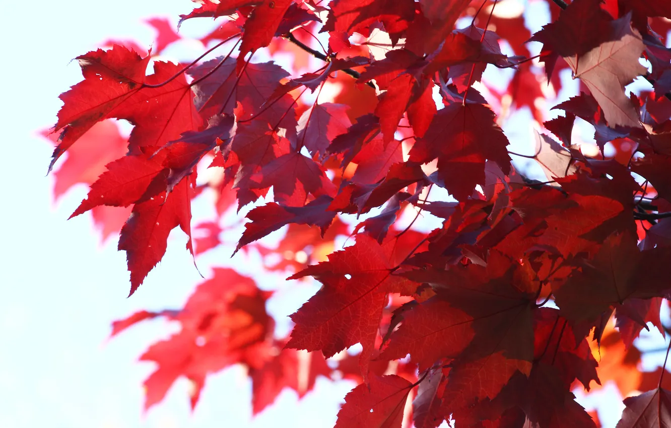 Photo wallpaper leaves, branches, nature, tree