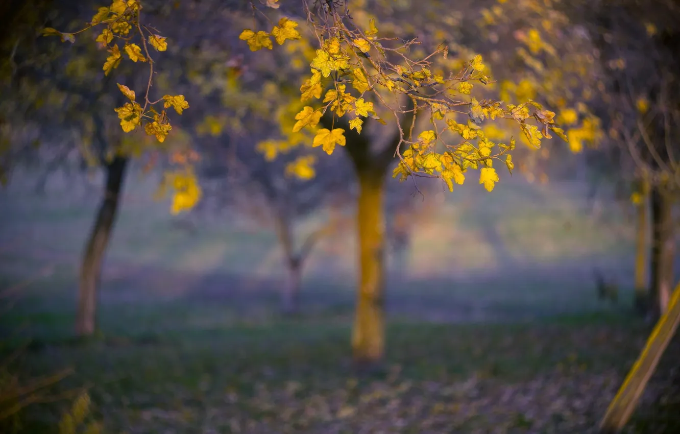Photo wallpaper autumn, leaves, trees