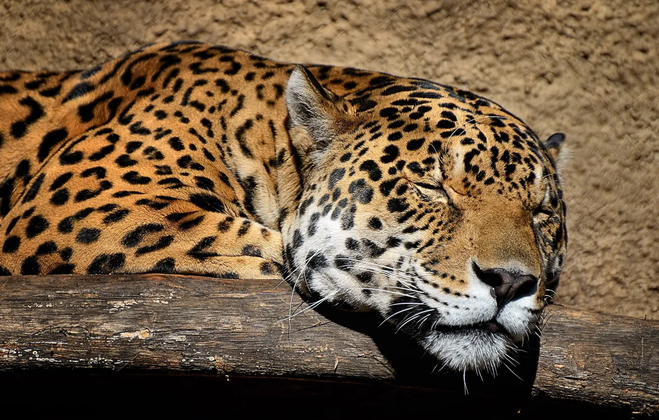 Photo wallpaper face, sleeping, Jaguar