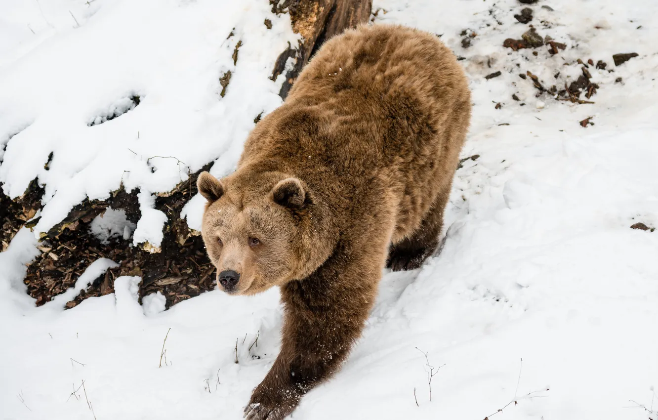 Photo wallpaper winter, snow, bear, brown