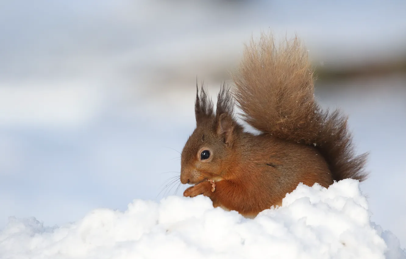 Photo wallpaper winter, snow, protein, the snow, lunch, rodent