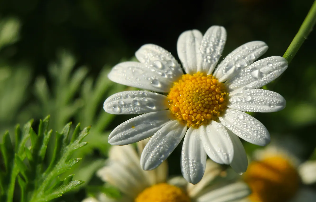 Photo wallpaper white, flower, drops
