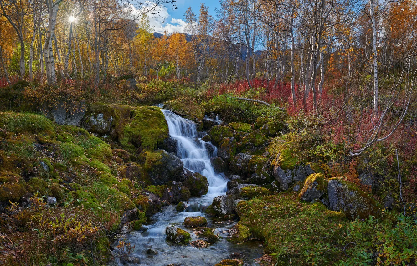 Photo wallpaper autumn, trees, landscape, mountains, nature, stream, stones, moss