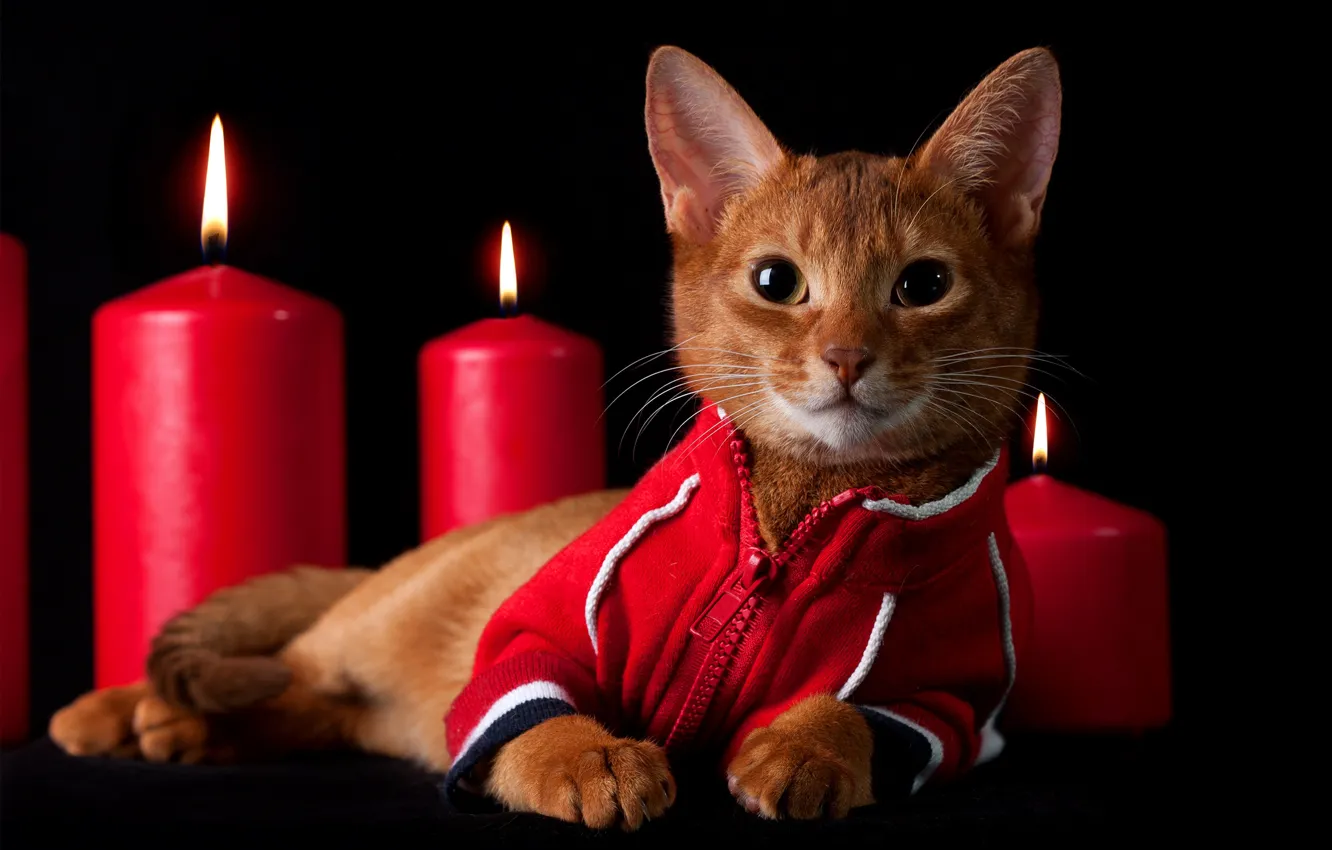 Photo wallpaper cat, look, kitty, flame, clothing, candles, red, lies