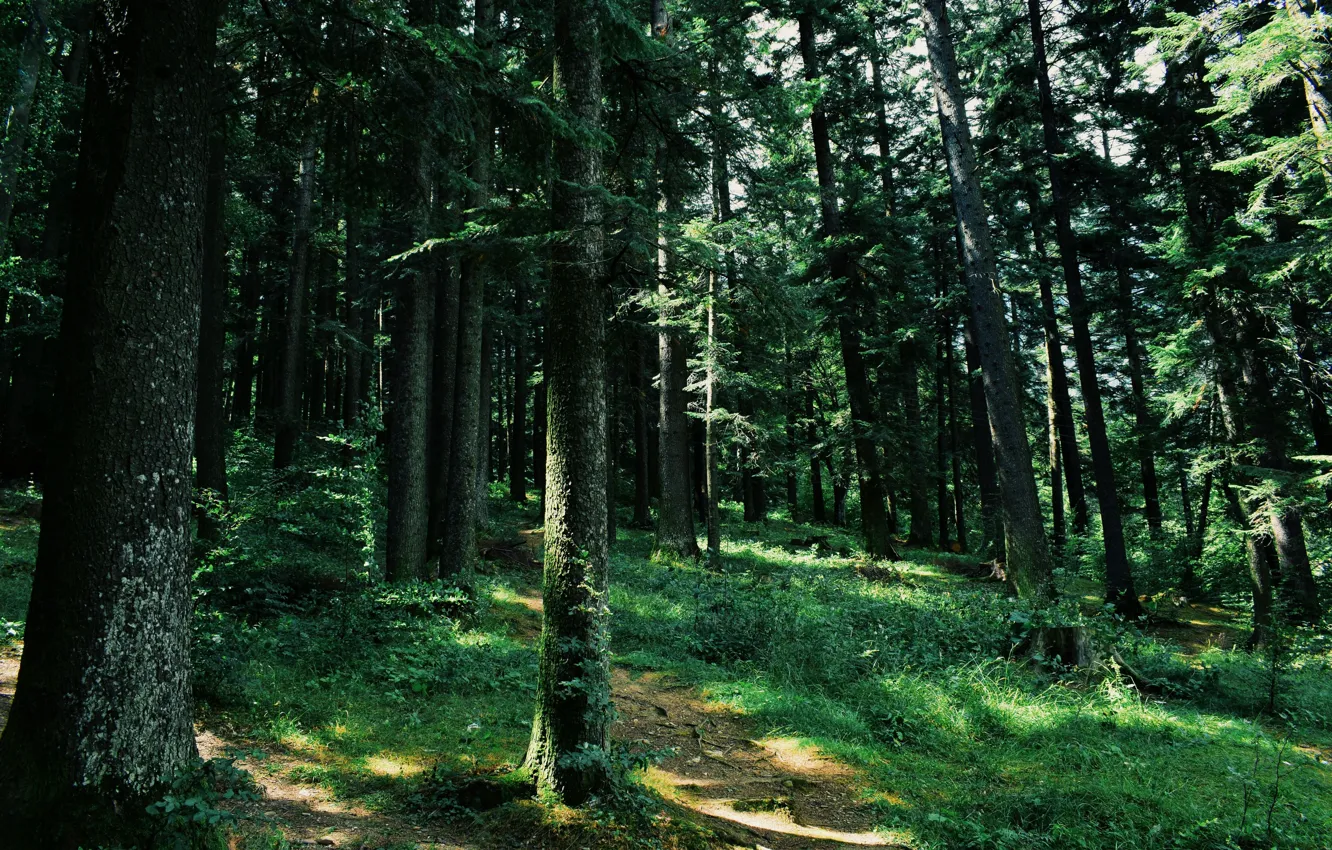 Photo wallpaper forest, summer, trunk, needles, spruce forest