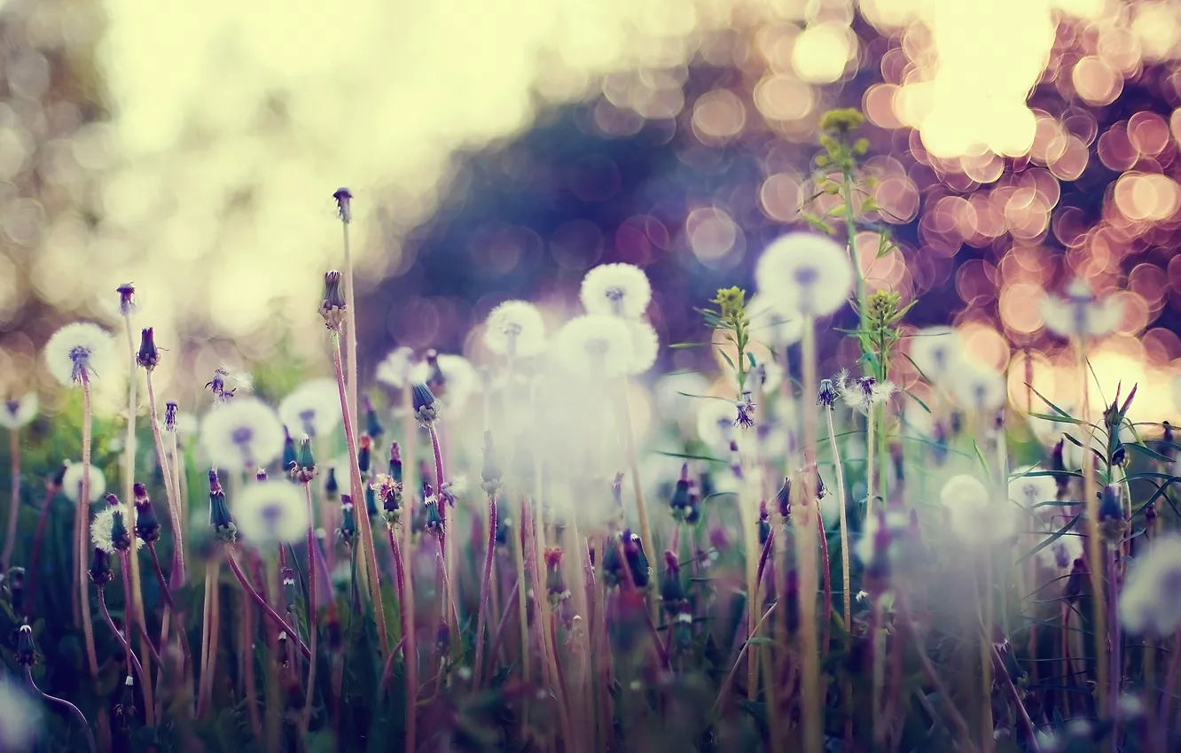 Photo wallpaper grass, macro, flowers, glare, dandelions