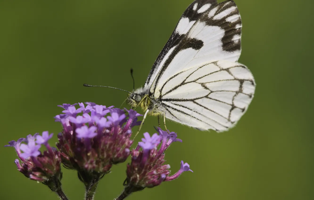 Photo wallpaper macro, background, butterfly, Martin Dollenkamp