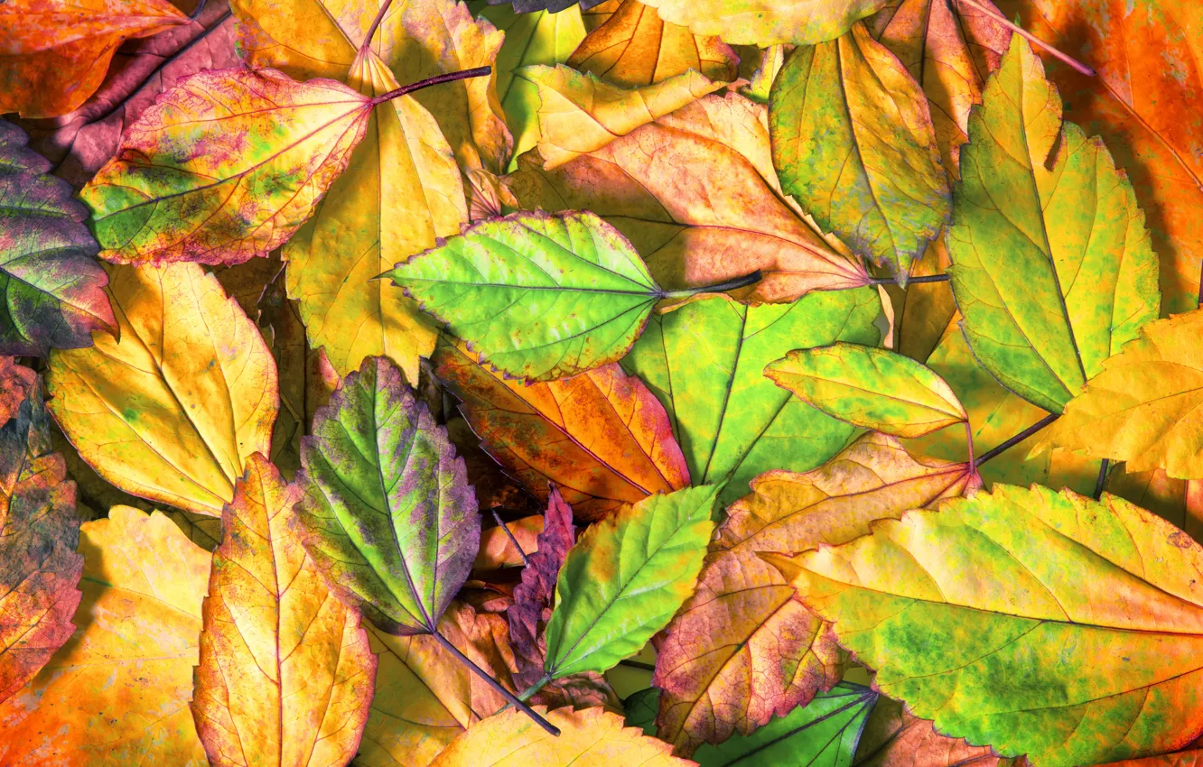 Photo wallpaper autumn, leaves, background, colorful, texture, background, autumn, leaves