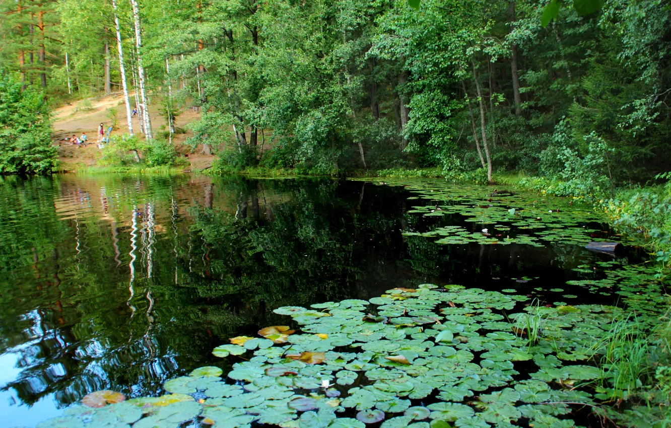 Photo wallpaper nature, lake, photo, Saint Petersburg, Russia, water lilies, Komarovo, Squad