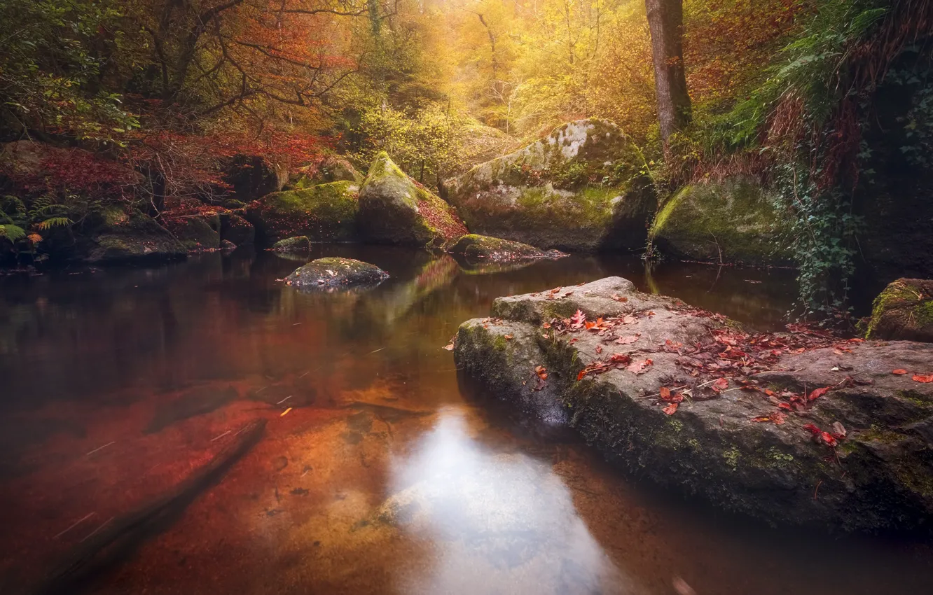 Photo wallpaper autumn, forest, leaves, water, nature, stone