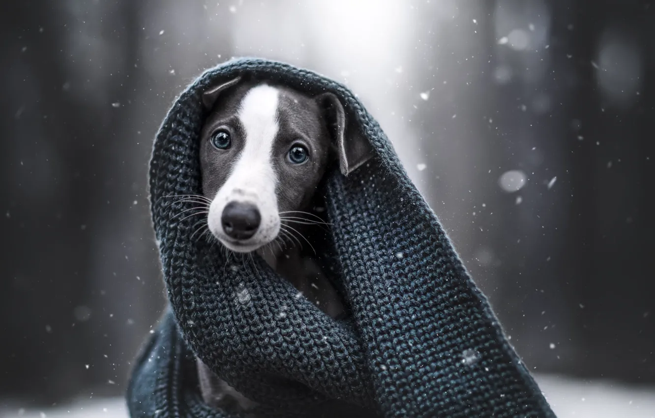 Photo wallpaper winter, look, face, portrait, dog, scarf, puppy