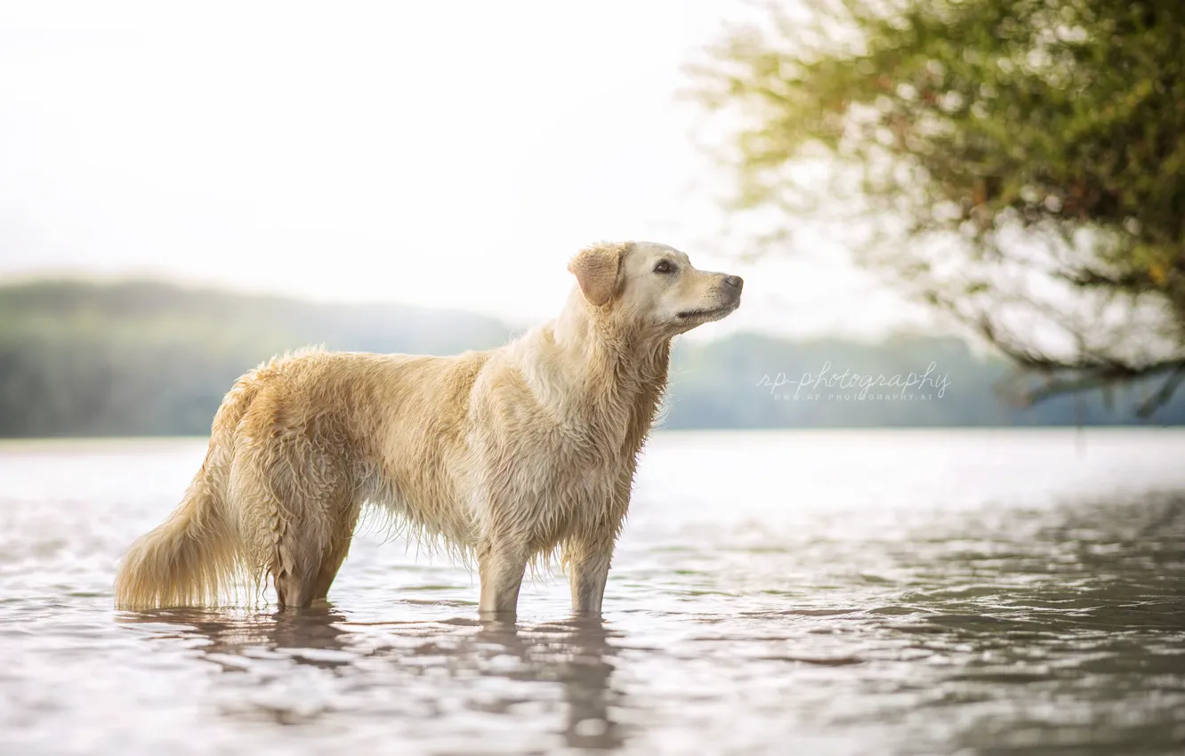 Photo wallpaper nature, river, dog