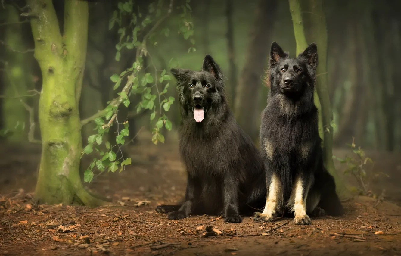 Photo wallpaper forest, dogs, nature