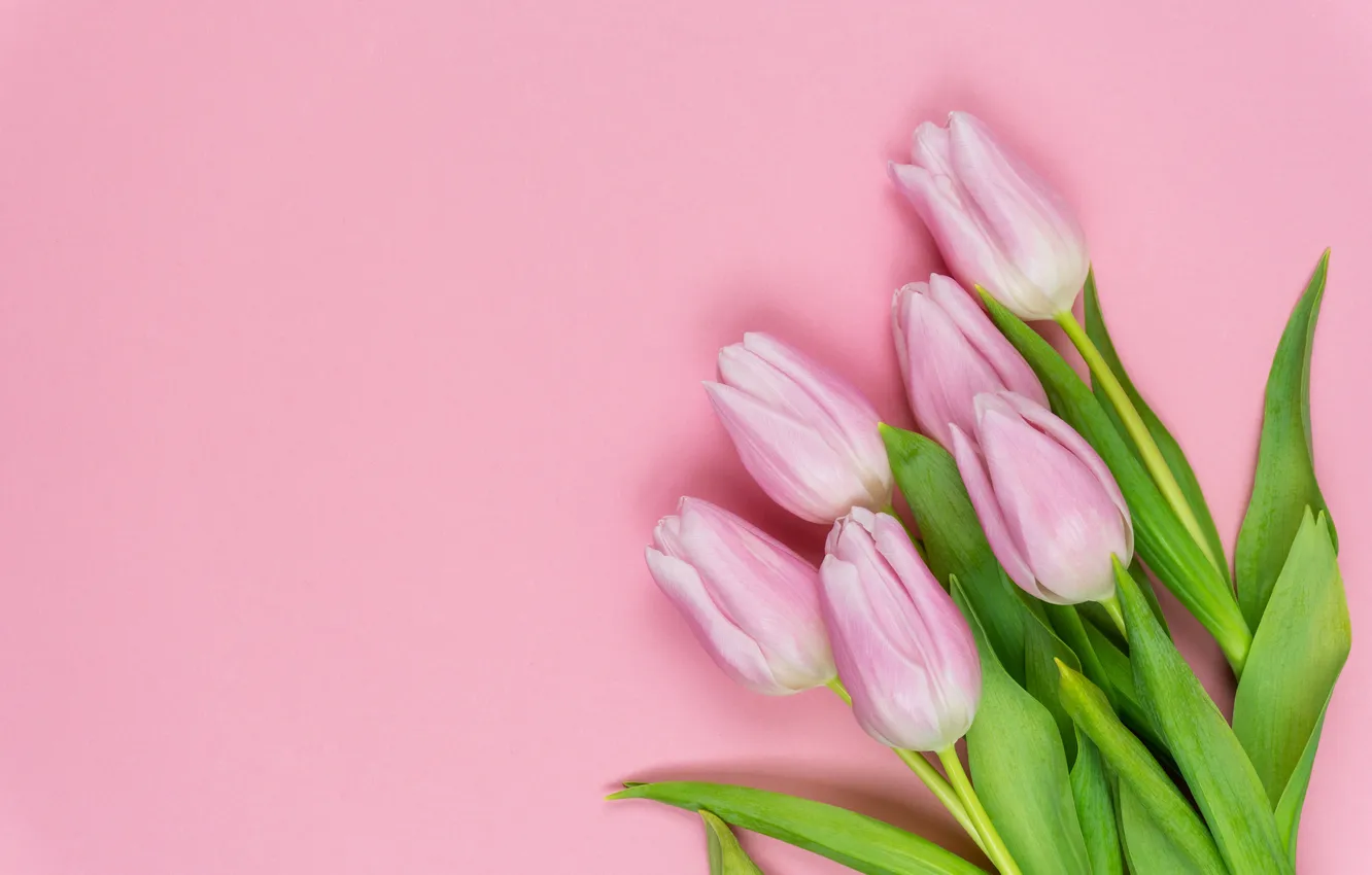 Photo wallpaper flowers, bouquet, tulips, pink, pink, flowers, beautiful, tulips