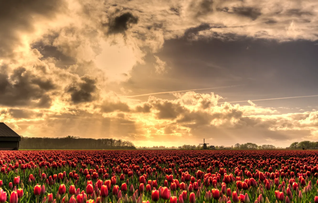 Photo wallpaper field, the sky, the sun, clouds, rays, light, flowers, beauty