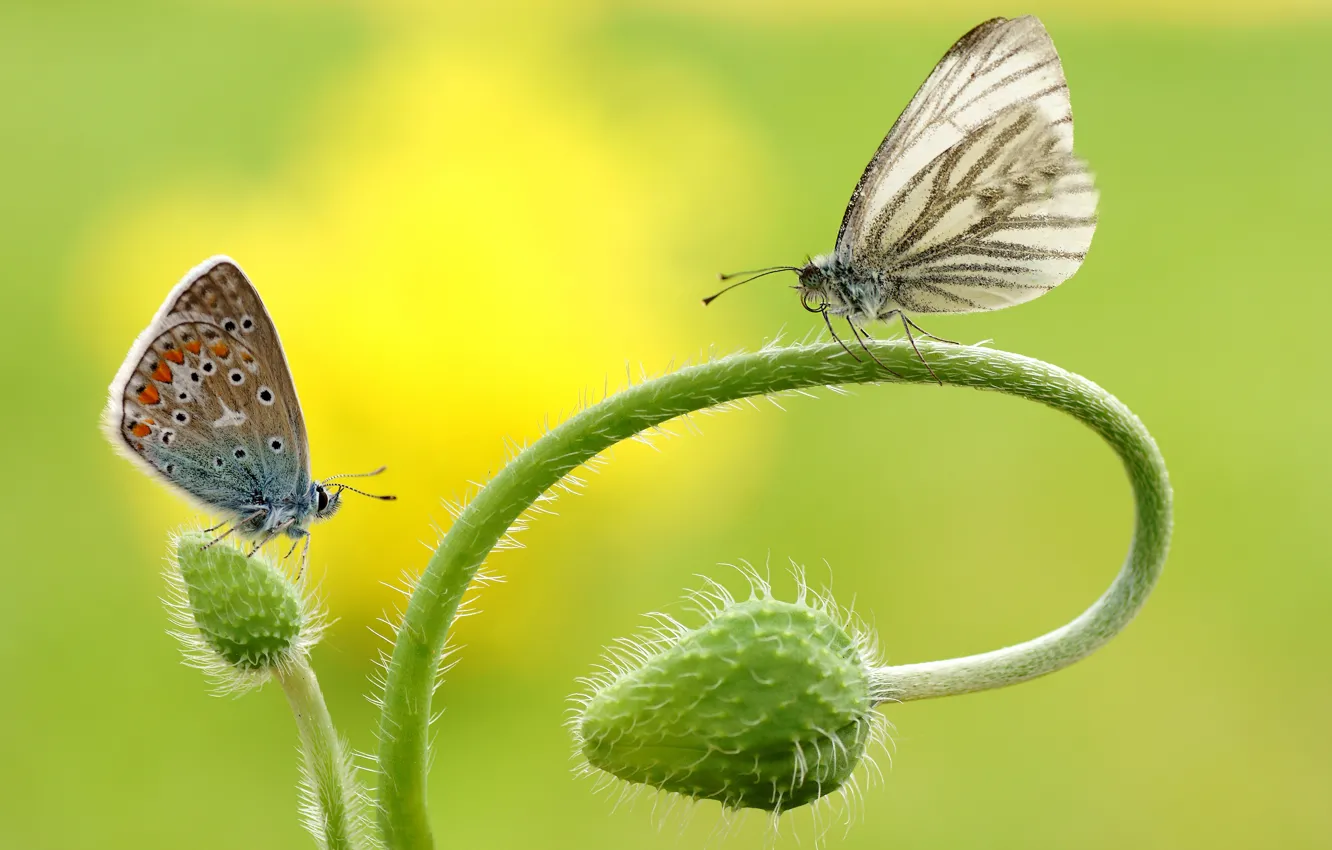 Photo wallpaper macro, butterfly, flowers, insects, background, butterfly, two, Mac