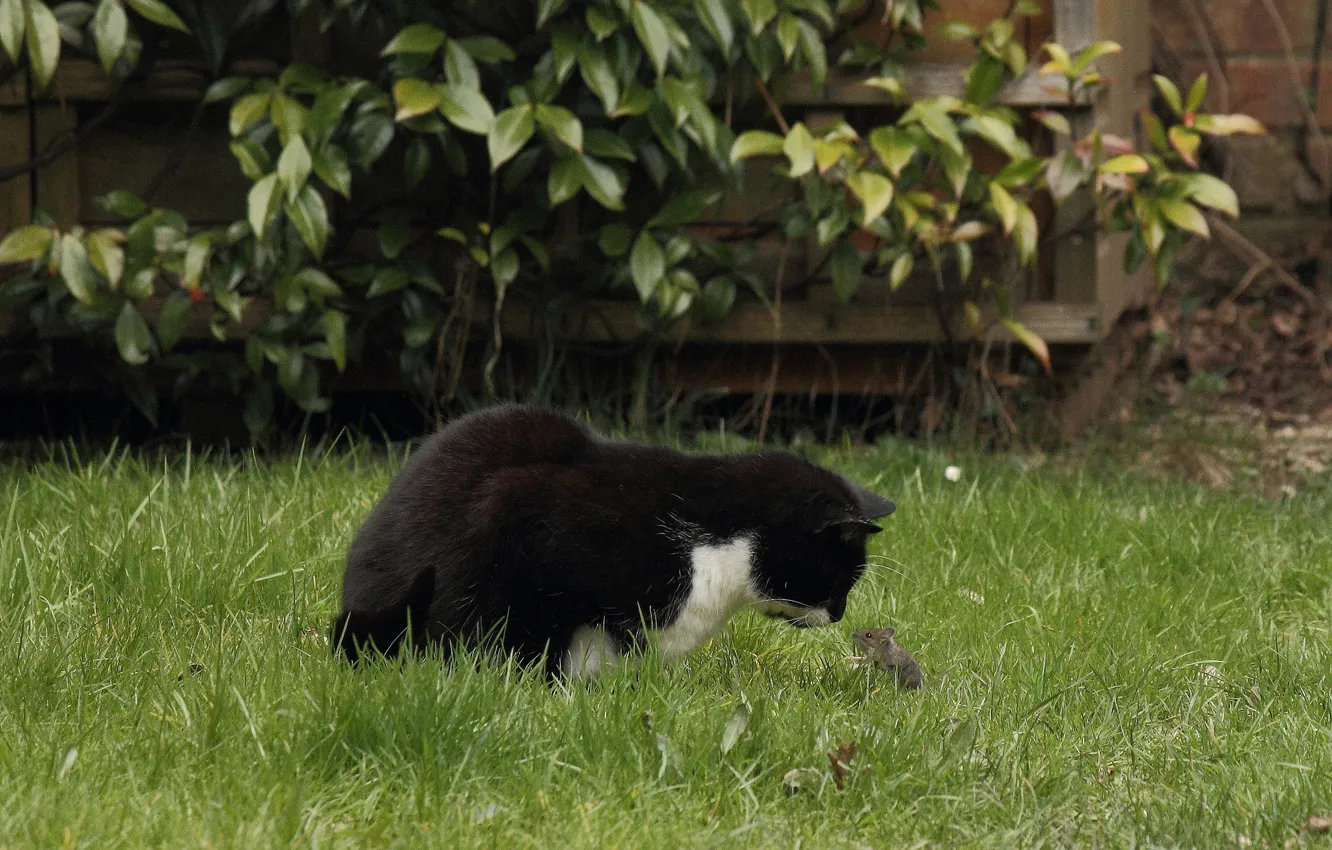 Photo wallpaper cat, meeting, Koshak, mouse, Tomcat