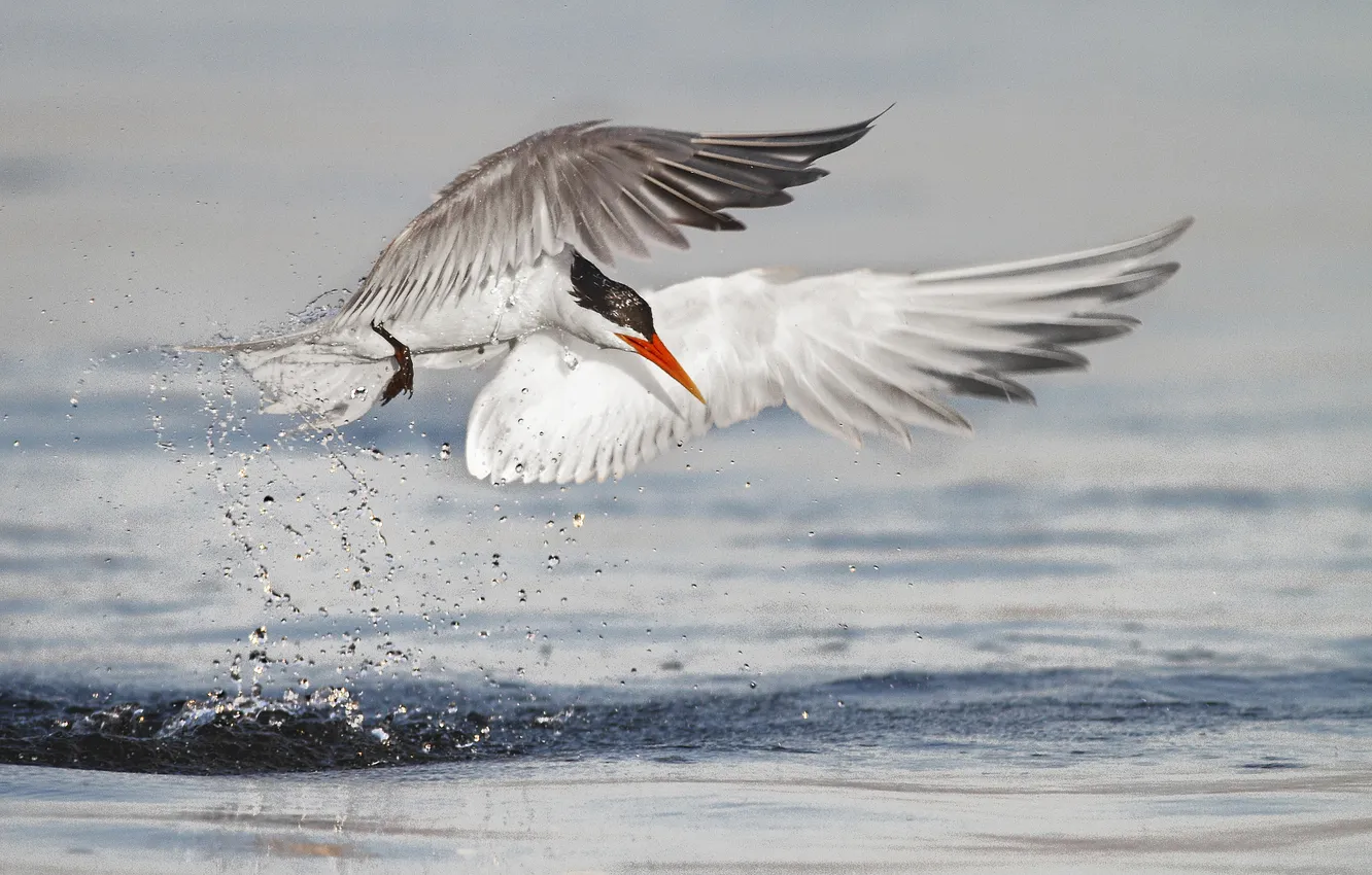 Photo wallpaper squirt, bird, wings, hunting, Tern