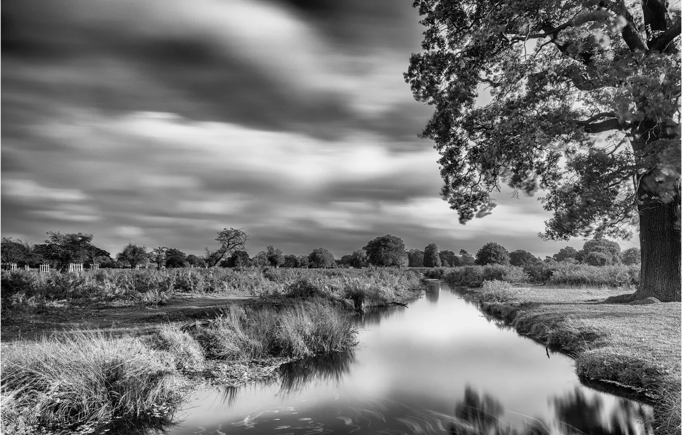 Photo wallpaper trees, pond