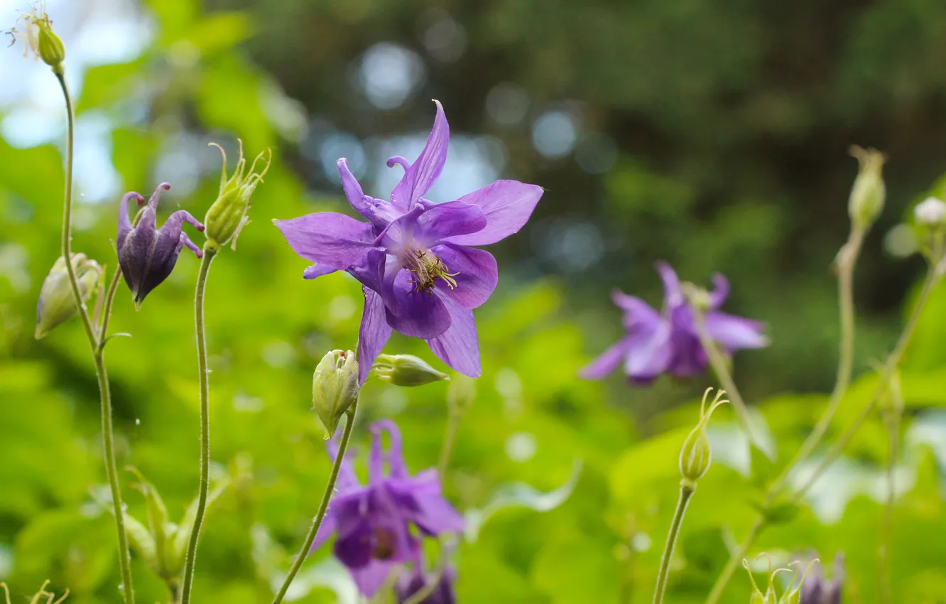 Photo wallpaper garden, blooming, Columbine