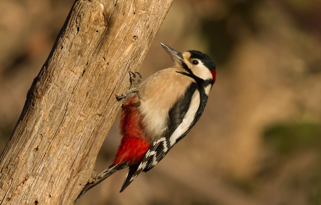 Photo wallpaper birds, woodpecker, woodpecker, spotted woodpecker