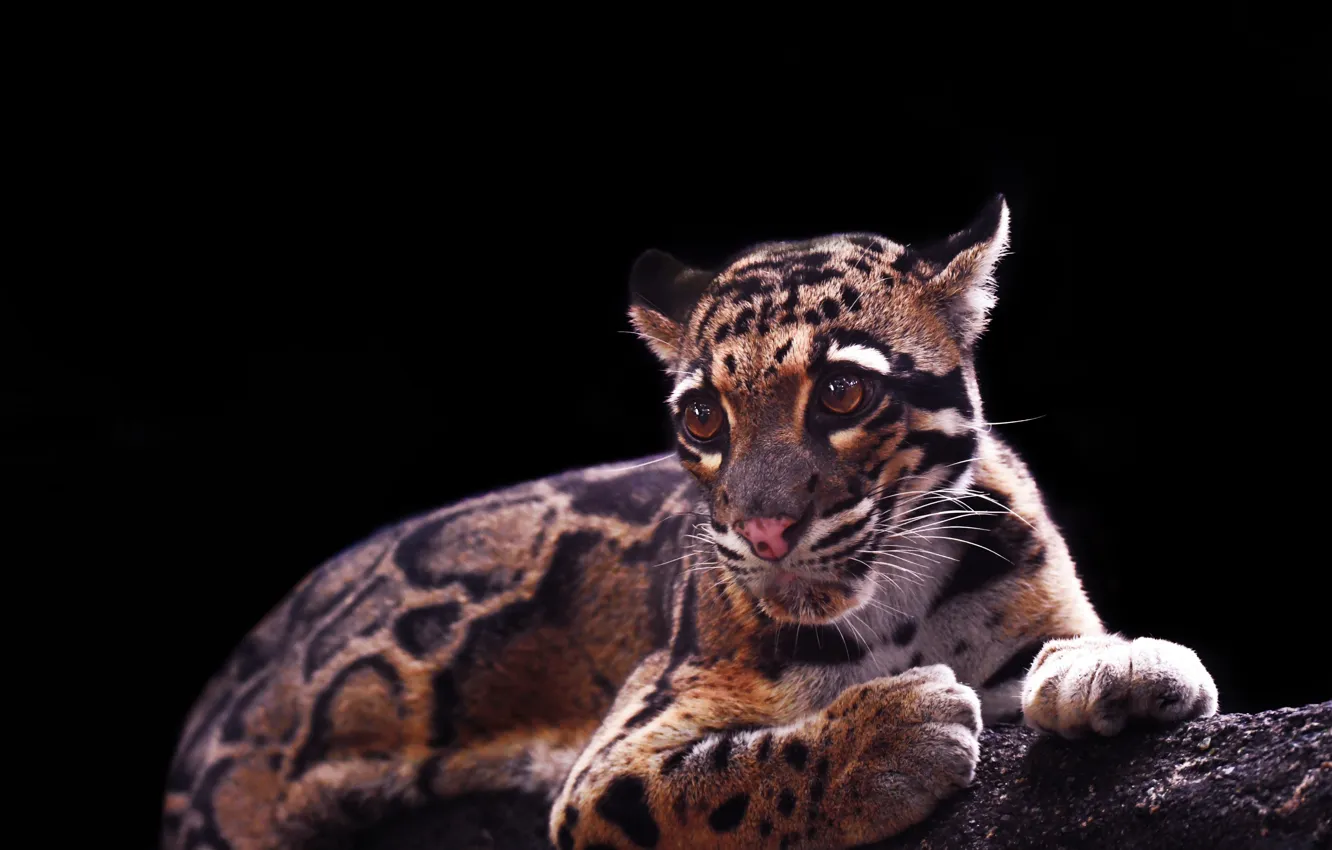 Photo wallpaper cat, predator, clouded leopard