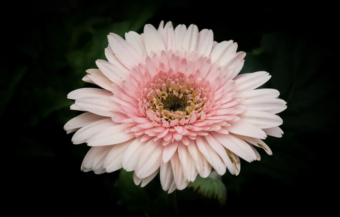 Photo wallpaper white, gerbera, flower, nature, pink