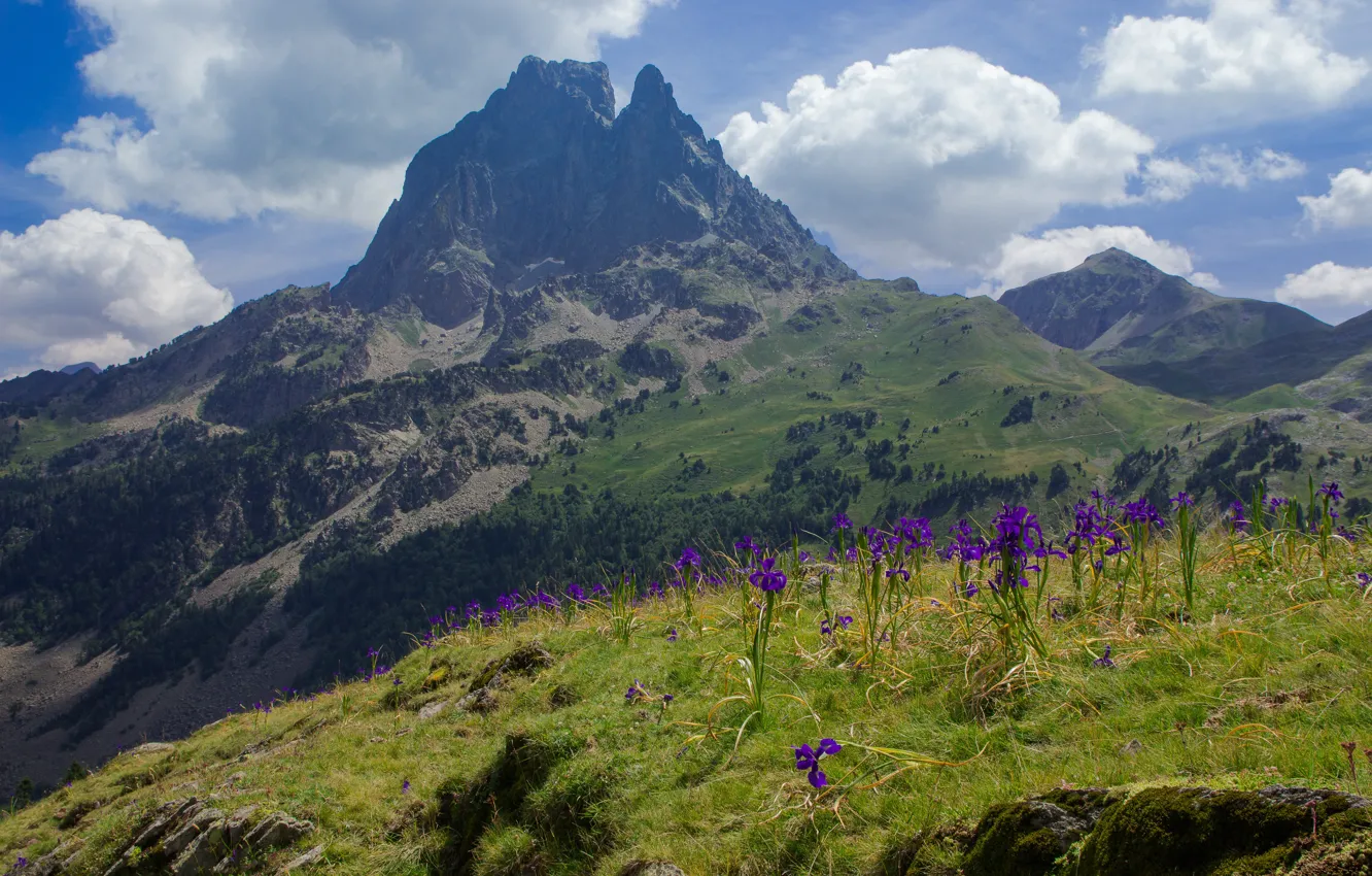 Photo wallpaper flowers, mountains, iris