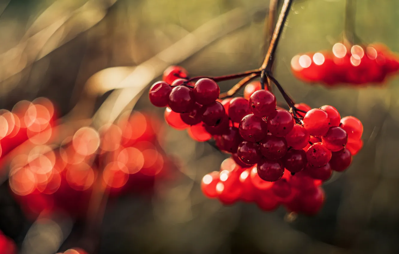 Photo wallpaper autumn, macro, light, branches, red, glare, berries, fruit