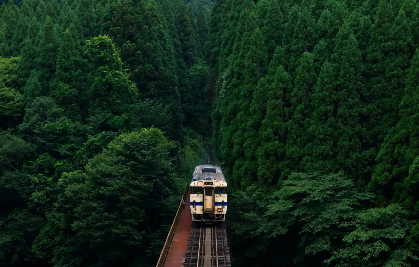 Photo wallpaper green, Japan, forest, train, railway, abandoned