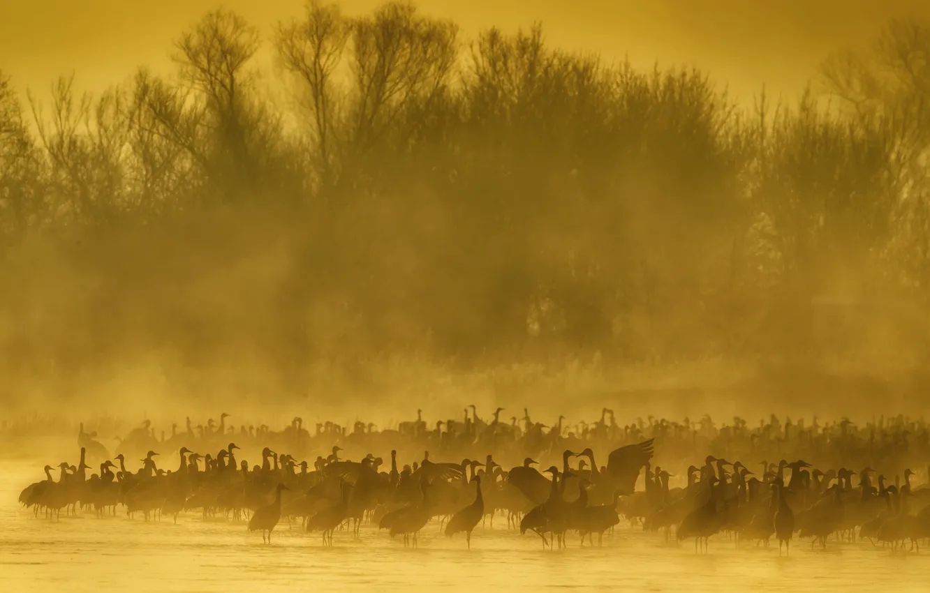 Photo wallpaper bird, pack, haze, Sandhill crane