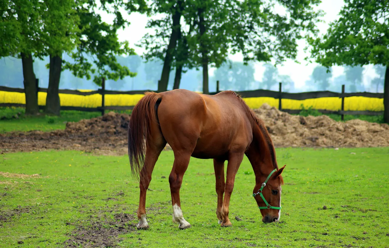 Photo wallpaper summer, horse, horse, chestnut, grazing