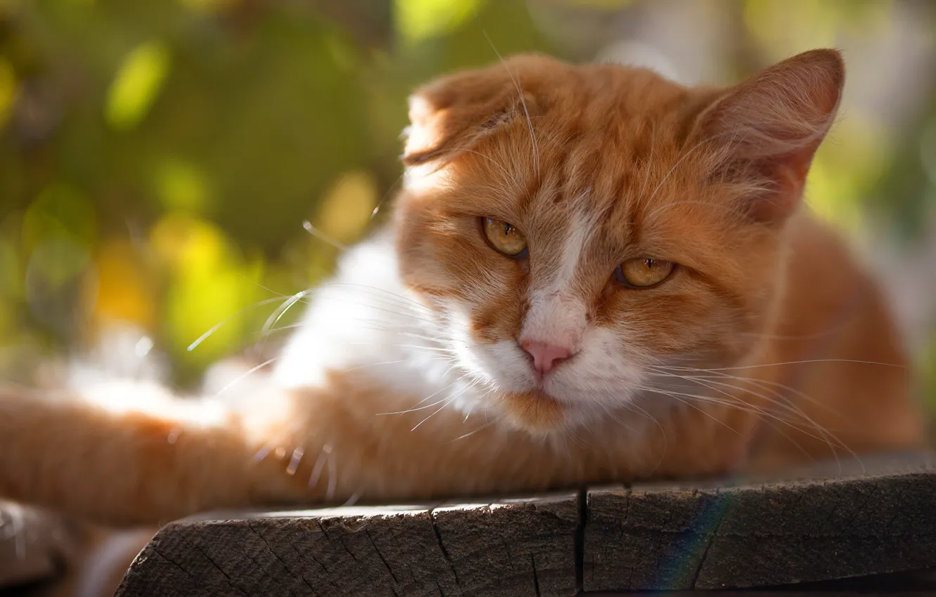 Photo wallpaper cat, cat, look, face, light, nature, pose, glare