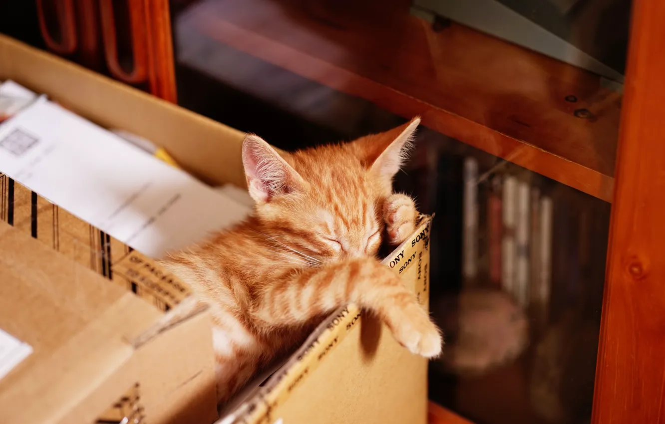 Photo wallpaper cat, pose, kitty, box, books, sleep, legs, baby
