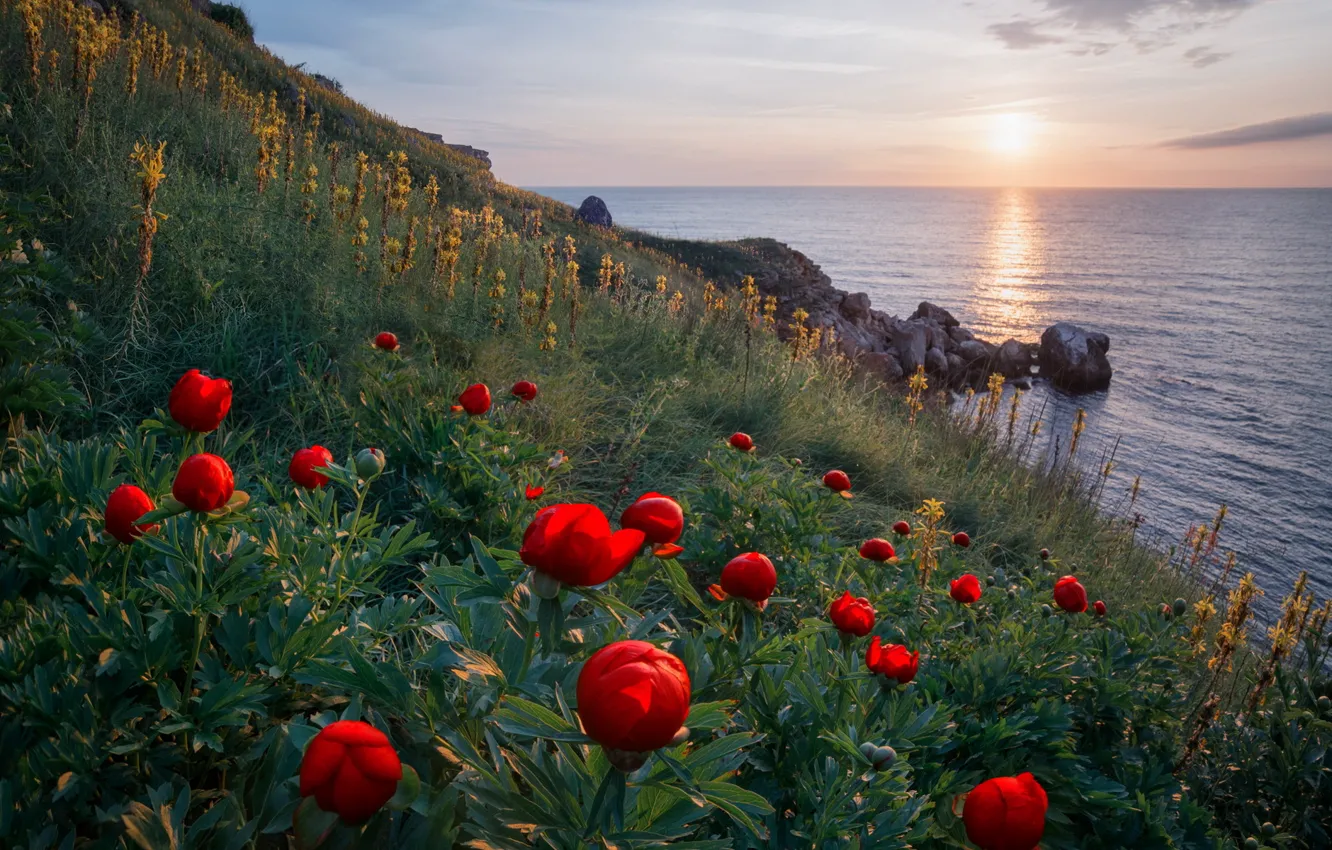 Photo wallpaper sea, flowers, shore