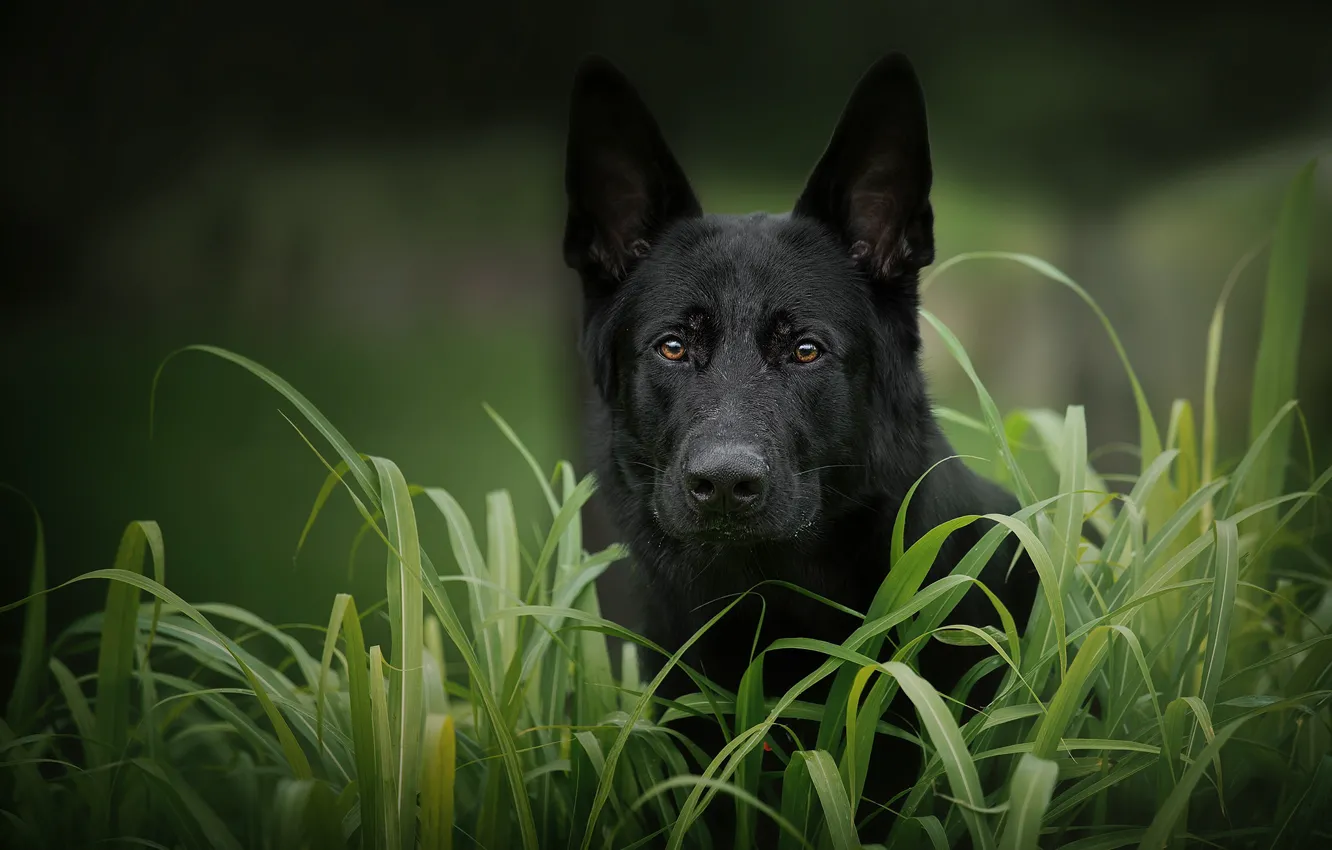 Photo wallpaper grass, look, face, dog, German shepherd