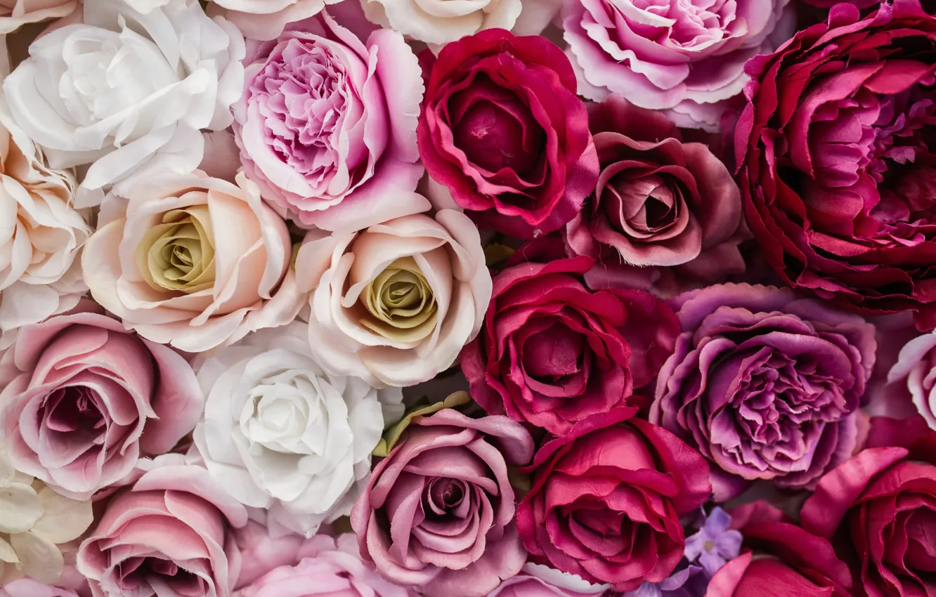Photo wallpaper flowers, background, roses, white, buds, pink, flowers, decor