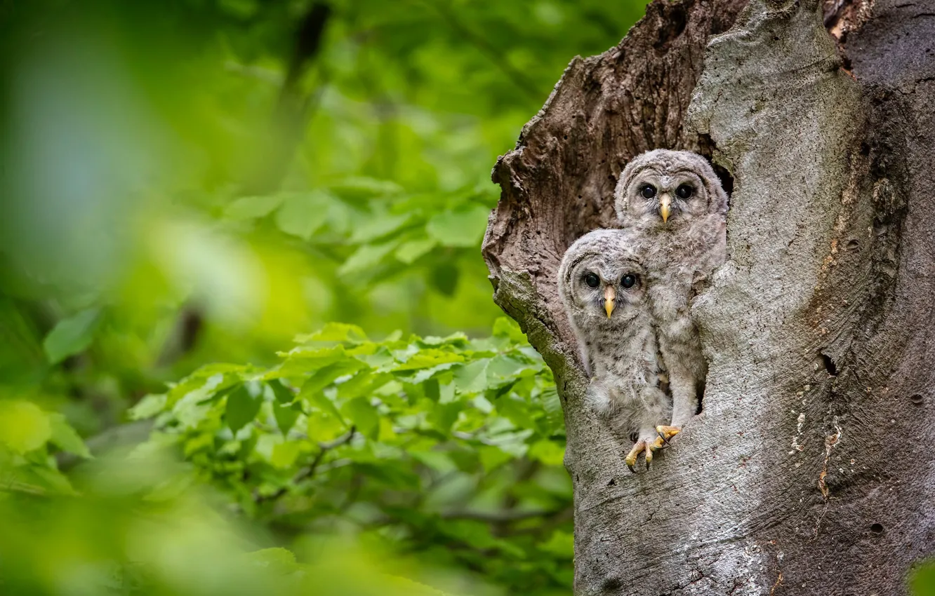 Photo wallpaper leaves, birds, tree, owls, a couple, Chicks, owlets, twins