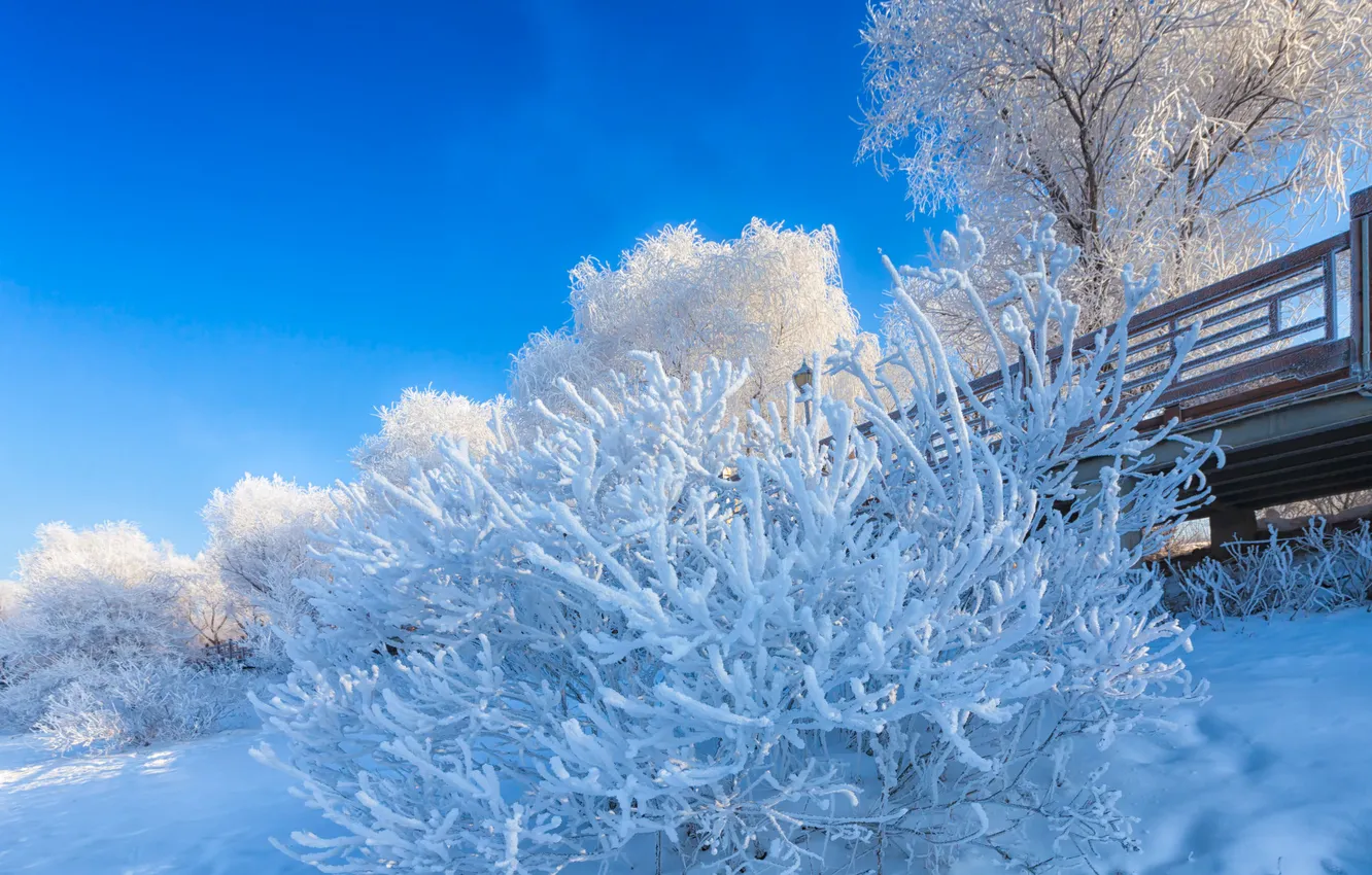 Photo wallpaper winter, frost, snow, nature