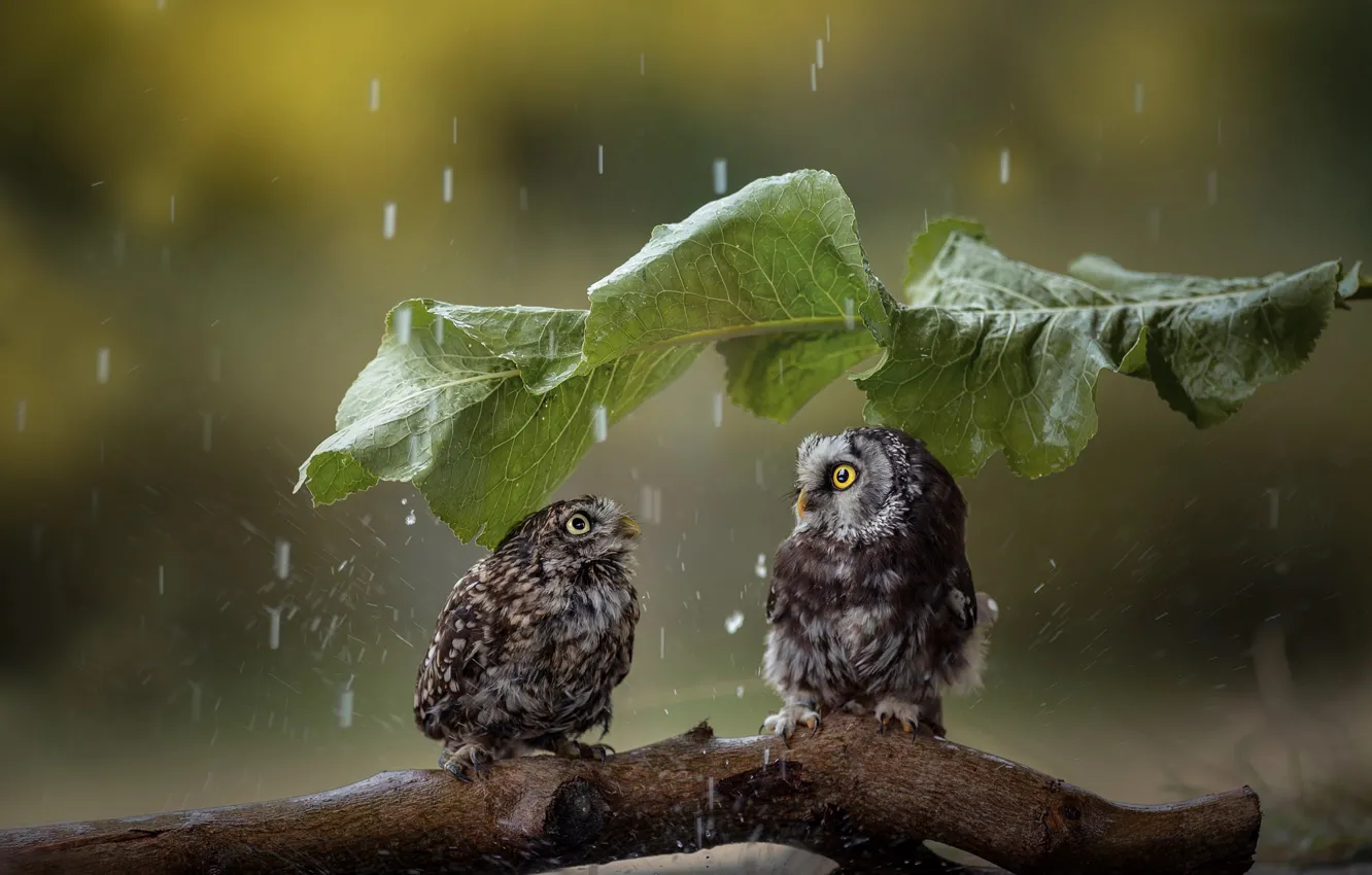 Photo wallpaper birds, sheet, umbrella, rain, snag, owls, a couple