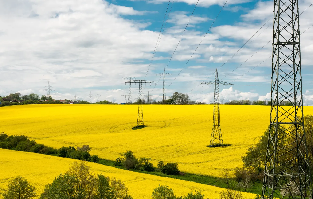 Photo wallpaper field, flowers, yellow, meadow, power lines, rape, rapeseed field