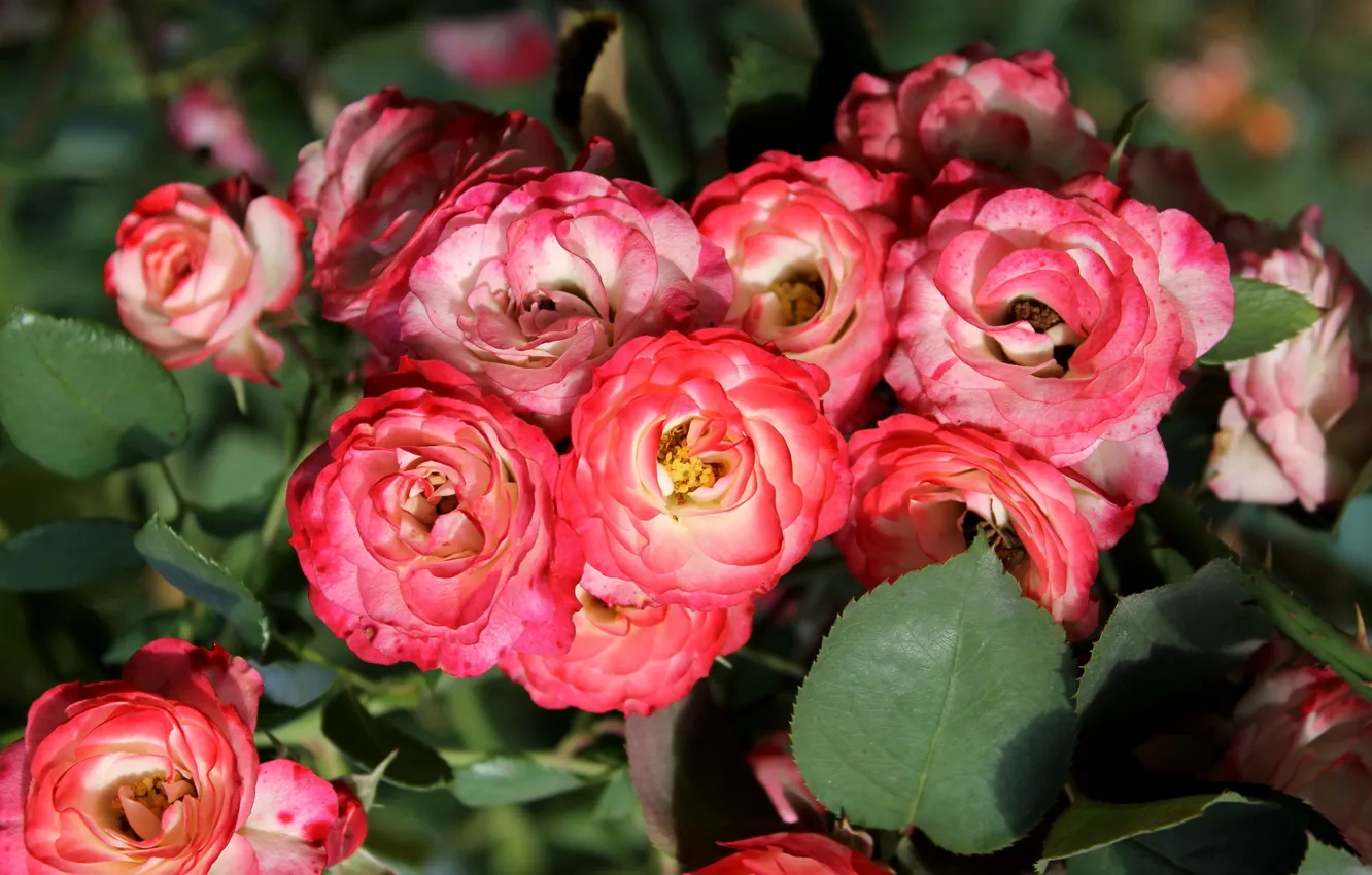 Photo wallpaper macro, roses, motley