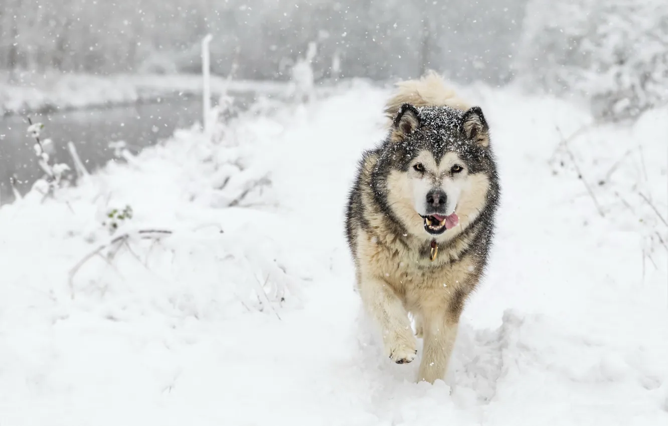 Photo wallpaper snow, each, dog