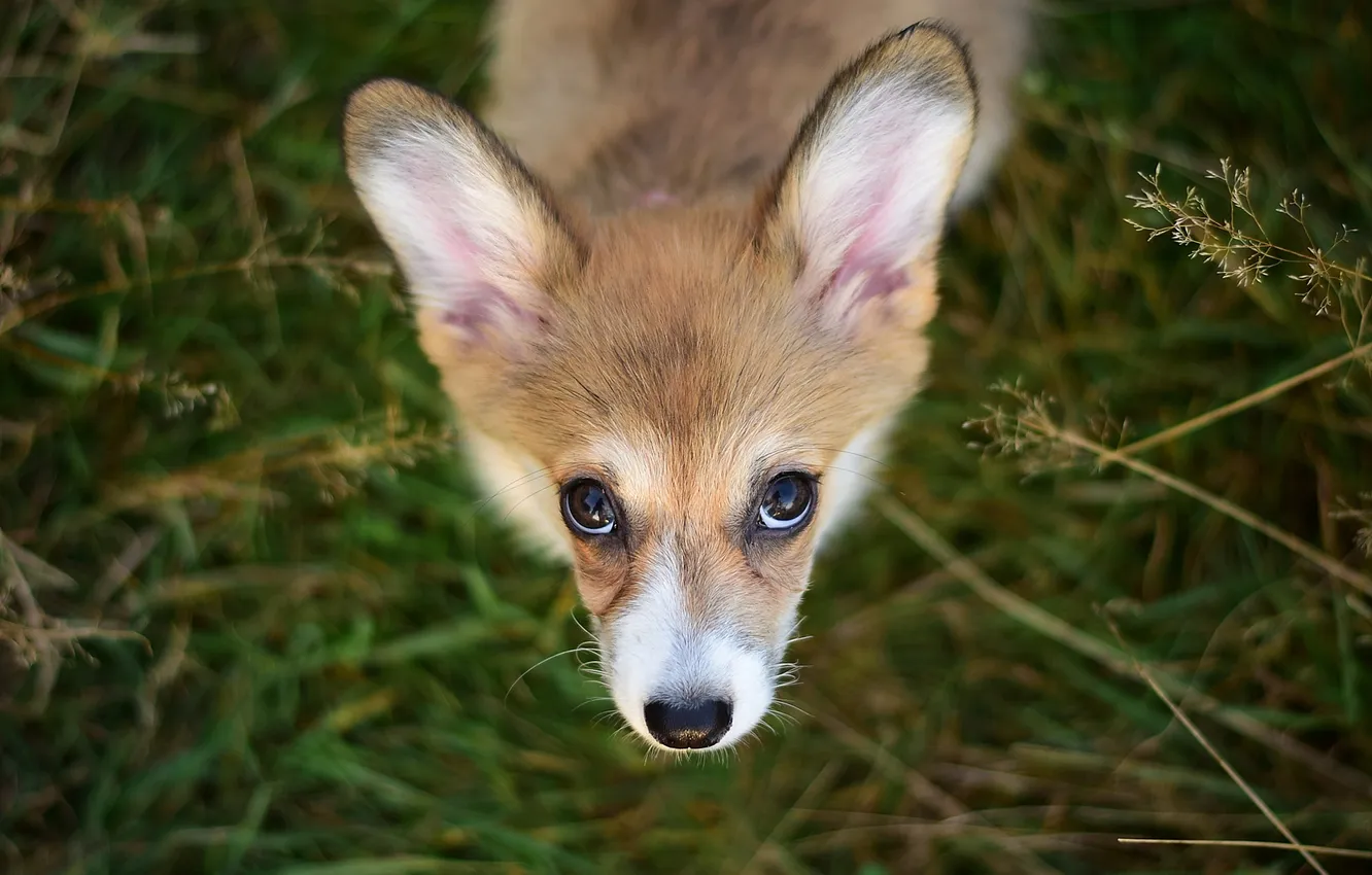 Photo wallpaper grass, look, nature, pose, glade, dog, puppy, face