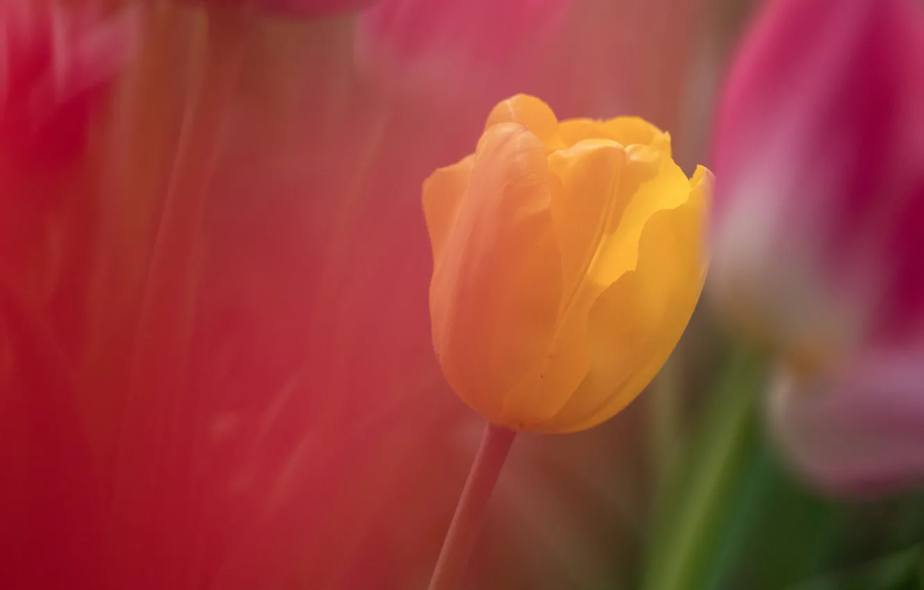 Photo wallpaper flower, yellow, Tulip, petals