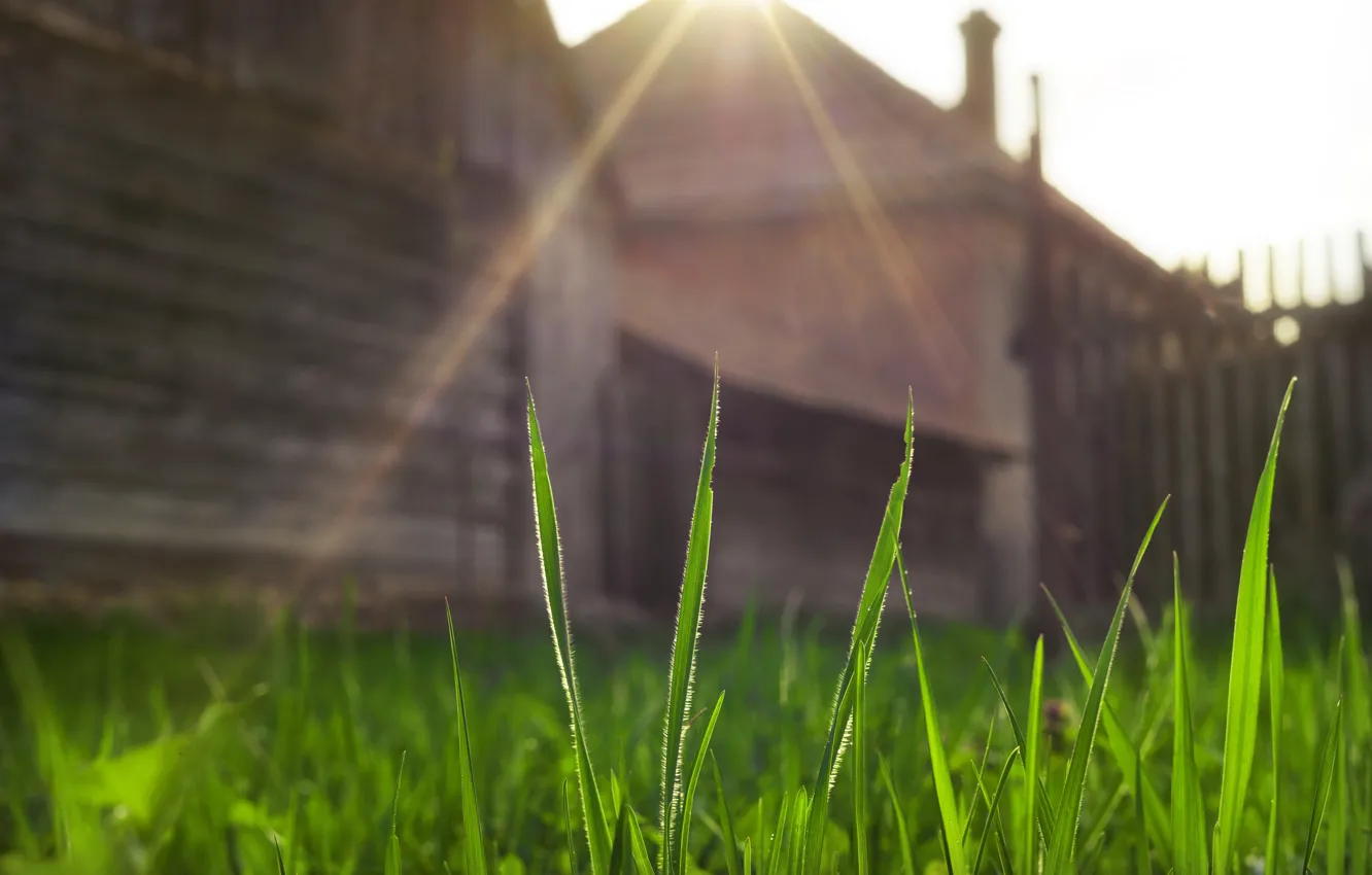 Photo wallpaper grass, morning, the rays of the sun