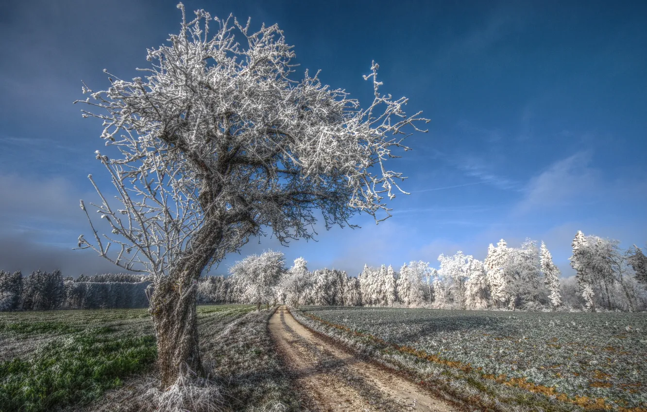 Photo wallpaper frost, road, tree