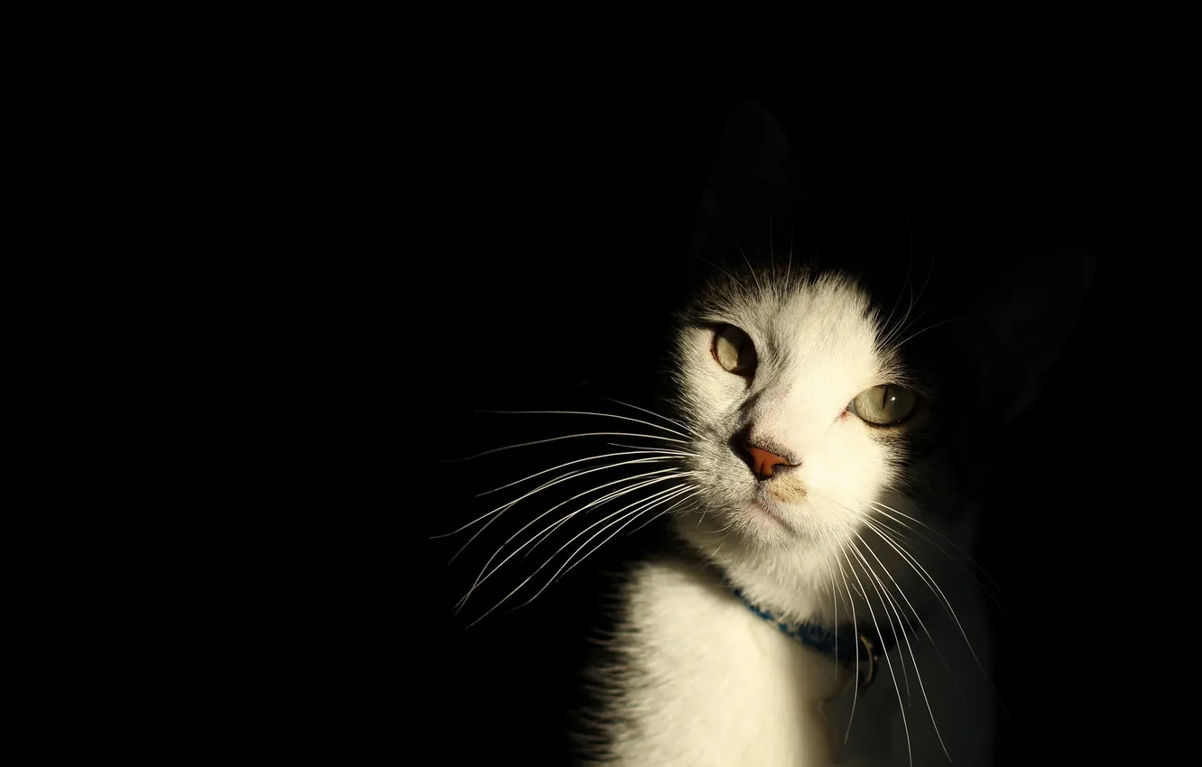 Photo wallpaper cat, look, light
