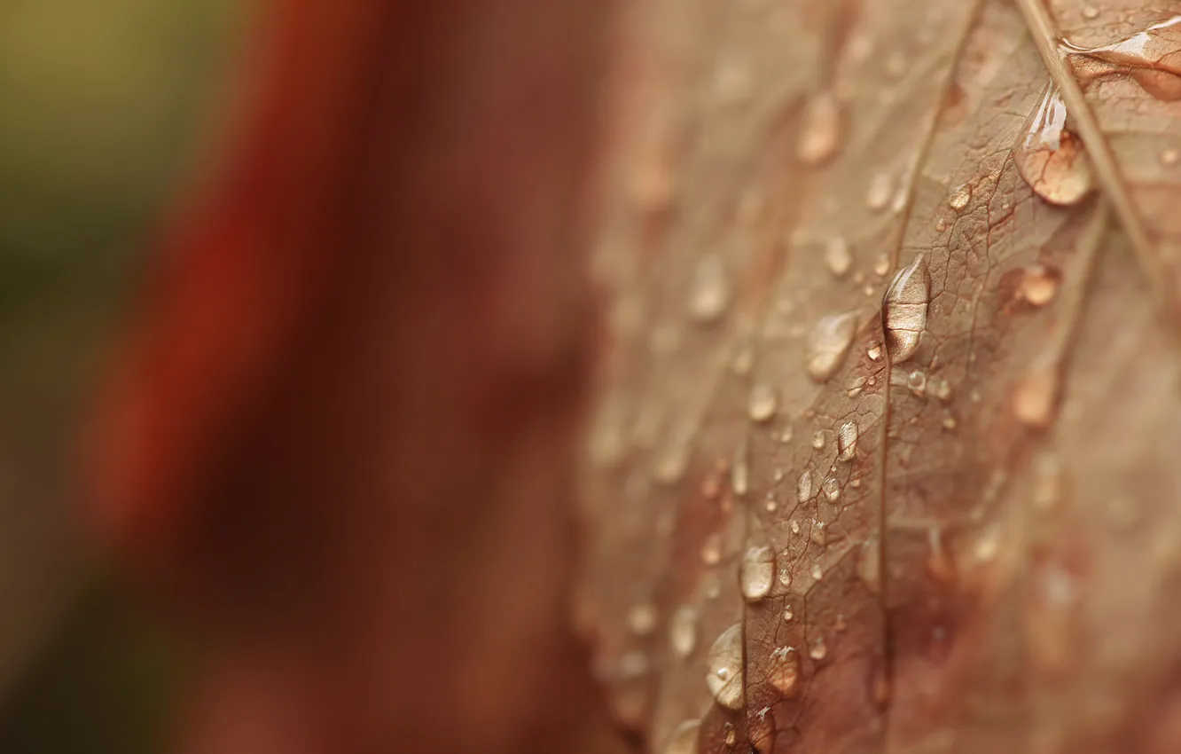 Photo wallpaper autumn, leaves, drops, macro, veins, Dry